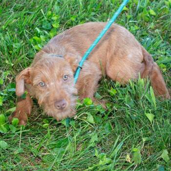 Diego -  Pit Bull Terrier and Terrier Dog for Adoption in Troy, Ohio - Diego | PetCurious