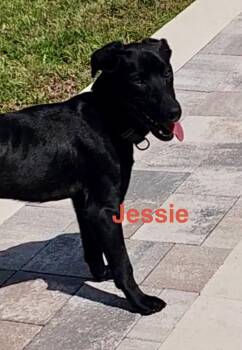 Labrador Retriever Dogs Available for Adoption in Casselberry, Florida - Jesse | PetCurious