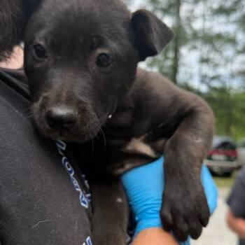 CHAT-Stray-20919 -  Mixed Breed Dog Available for Adoption in Valley, Alabama - CHAT-Stray-20919 | PetCurious