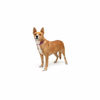 Queenie -  Mixed Breed Dog for Adoption in Los Angeles, California - Queenie | PetCurious