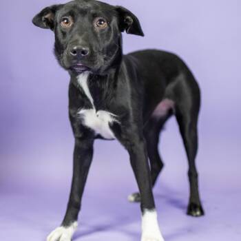 Beyonce -  Mixed Breed Dog for Adoption in Portland, Oregon - Beyonce | PetCurious