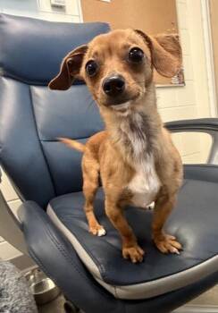 Chihuahua Dogs Available for Adoption in Key West, Florida - Tito | PetCurious