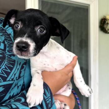 AIR-Stray-13262 -  Pit Bull Terrier Dog for Adoption in Keaau, Hawaii - AIR-Stray-13262 | PetCurious