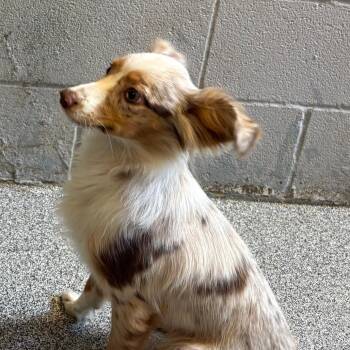 Cindy -  Australian Shepherd Dog for Adoption in Royse City, Texas - Cindy | PetCurious