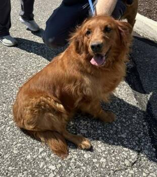 Bella -  Golden Retriever Dog for Adoption in Cleveland, Ohio - Bella | PetCurious