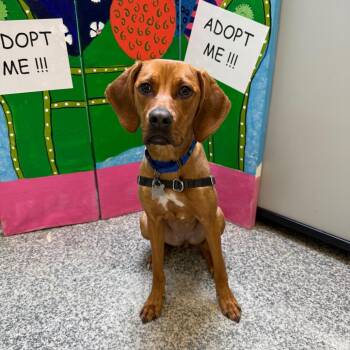 Ruby Roo FKA Lulu -  Mixed Breed Dog for Adoption in Falls Church, Virginia - Ruby Roo FKA Lulu | PetCurious