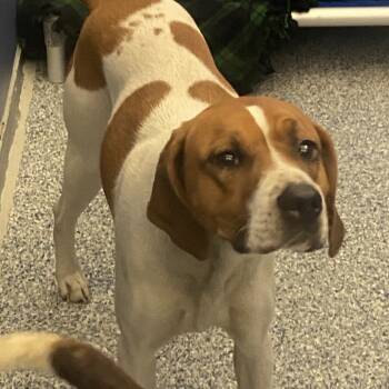 Rescue Treeing Walker Coonhound Dogs for Adoption in Great Falls, Montana - Heidi | PetCurious