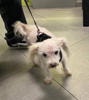 Maltese Dogs Available for Adoption in Rancho Cucamonga, California - ROXIE | PetCurious