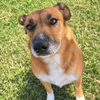 Emma -  German Shepherd Dog Dog for Adoption in Tulsa, Oklahoma - Emma | PetCurious