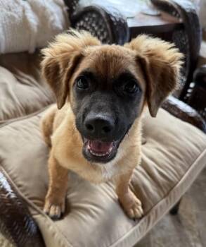 Moose fka Cash -  German Shepherd Dog and Cocker Spaniel Dog for Adoption in Sedalia, Colorado - Moose Fka Cash | PetCurious