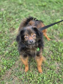 Kingston -  Papillon and Pomeranian Dog for Adoption in Metairie, Louisiana - Kingston | PetCurious