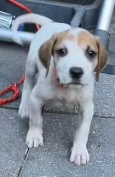 Beagle and Treeing Walker Coonhound Dogs Available for Adoption - Thelma | PetCurious