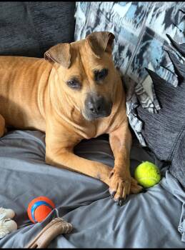 Rescue Pit Bull Terrier Dogs for Adoption in Mokena, Illinois - Carmen | PetCurious