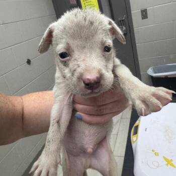 Ross -  Mixed Breed Dog for Adoption in Lufkin, Texas - Ross | PetCurious