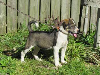 Feist and Mixed Breed Dogs Available for Adoption in Medfield, Massachusetts - Shad | PetCurious