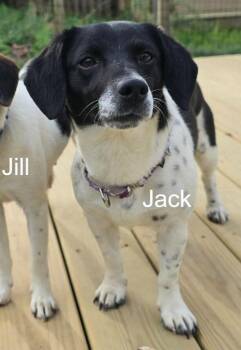 Jack -  Beagle and Chihuahua Dog Available for Adoption in Dale City, Virginia - Jack | PetCurious
