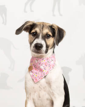 Rescue Alaskan Malamute and Pit Bull Terrier Dogs for Adoption in Frisco, Texas - Monica | PetCurious