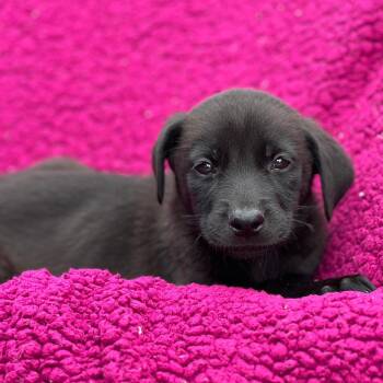 Labrador Retriever Dogs Available for Adoption in San Diego, California - Windy Pup - Tumbleweed | PetCurious