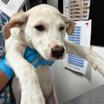 Bishop -  Retriever and Shepherd Dog for Adoption in Birmingham, Alabama - Bishop | PetCurious