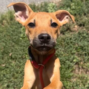 P. McCartney -  Mixed Breed Dog for Adoption in Asheville, North Carolina - P. McCartney | PetCurious