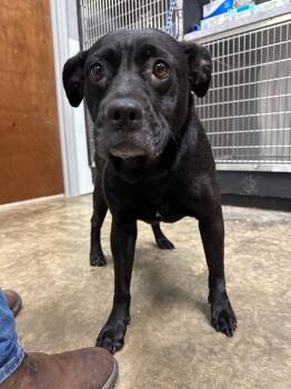 Rescue Mixed Breed Dogs for Adoption in Lake City, Arkansas - Lady Bug | PetCurious