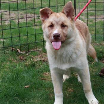 Husky Dogs Available for Adoption in Eastford, Connecticut - CT Pirate | PetCurious