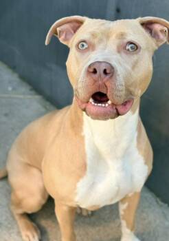 Pit Bull Terrier Dogs Available for Adoption in Chicago, Illinois - Benedetta | PetCurious