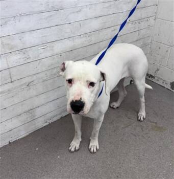 MARSHMELLOW -  Pit Bull Terrier and Mixed Breed Dog for Adoption in San Bernardino, California - MARSHMELLOW | PetCurious