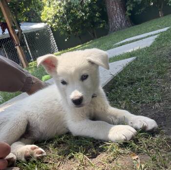 Shepherd Dogs Available for Adoption in Santa Monica, California - Jasper | PetCurious