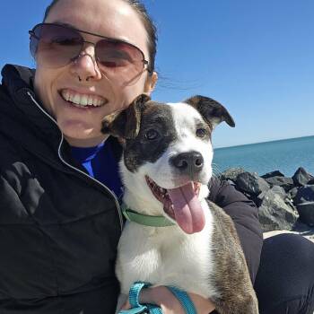 Labrador Retriever and Jack Russell Terrier Dogs Available for Adoption - Spunky And Smart Theodora | PetCurious