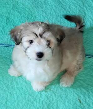 Chihuahua Dogs Available for Adoption - Chestnut | PetCurious