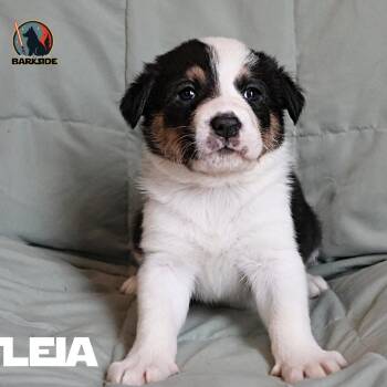 Mixed Breed Dogs Available for Adoption in Calgary, Alberta - Leia | PetCurious
