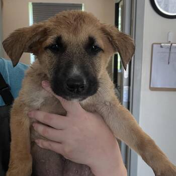 Shaggy -  Shepherd and Mixed Breed Dog for Adoption in Galax, Virginia - Shaggy | PetCurious