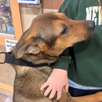 Dr. Loomis -  Mixed Breed Dog for Adoption in Winston-salem, North Carolina - Dr. Loomis | PetCurious