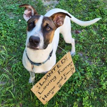 Rescue Mixed Breed Dogs for Adoption in Ocala, Florida - Gumball | PetCurious
