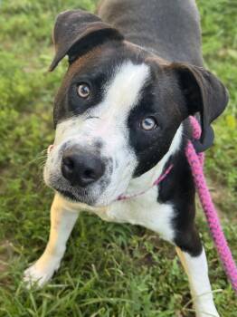 Oreo -  Dalmatian and Bulldog Dog for Adoption in Anderson, Indiana - Oreo | PetCurious