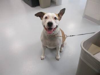 PHOEBE -  American Staffordshire Terrier Dog for Adoption in Ocala, Florida - PHOEBE | PetCurious