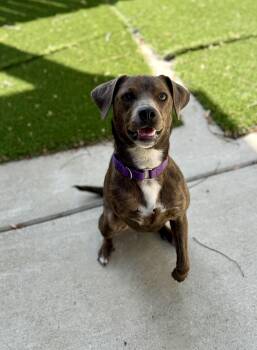 Jack Russell Terrier and Miniature Pinscher Dogs Available for Adoption in Jackson, Tennessee - Peggy Sue | PetCurious