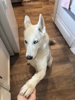 Rescue Husky Dogs for Adoption in Woodland, California - Kok | PetCurious