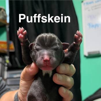 Puffskein -  Mixed Breed Dog for Adoption in Spring Hill, Kansas - Puffskein | PetCurious