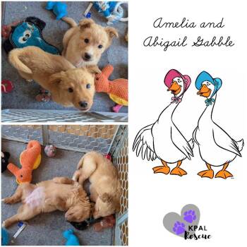 Mixed Breed Dogs Available for Adoption - Abigail - Gabble Girls | PetCurious