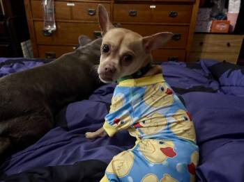 Rescue Chihuahua Dogs for Adoption in Media, Pennsylvania - TROOPER | PetCurious