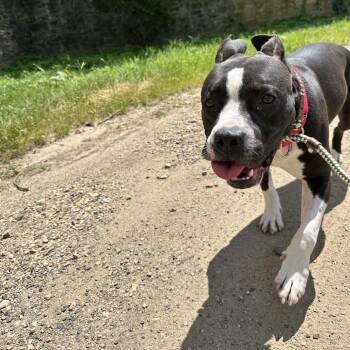 Nancy -  Pit Bull Terrier Dog for Adoption in Philadelphia, Pennsylvania - Nancy | PetCurious