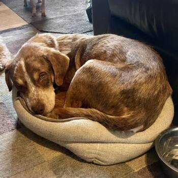 Shepherd Dogs Available for Adoption in Minneapolis, Minnesota - Franklin | PetCurious