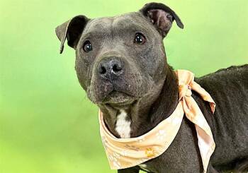 American Staffordshire Terrier and Mixed Breed Dogs Available for Adoption in Fort Lauderdale, Florida - PAISLEY | PetCurious