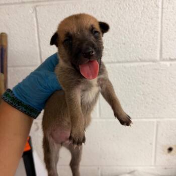 Thyme -  Shepherd Dog for Adoption in Edinburg, Texas - Thyme | PetCurious