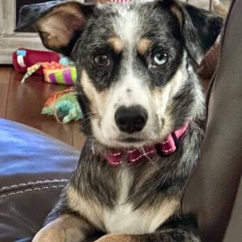 Dachshund and Australian Shepherd Dogs Available for Adoption - Eve  | PetCurious