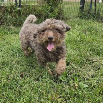 Ross -  Miniature Poodle Dog for Adoption in Waynesboro, Pennsylvania - Ross | PetCurious
