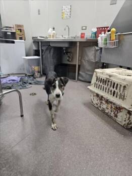 Border Collie and Mixed Breed Dogs Available for Adoption - JASPER | PetCurious