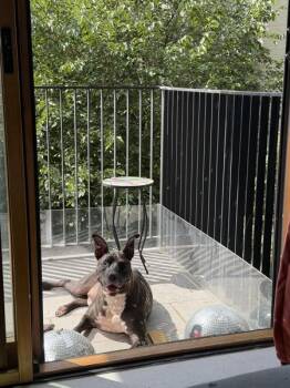 Biggs -  Mixed Breed Dog for Adoption - Biggs | PetCurious